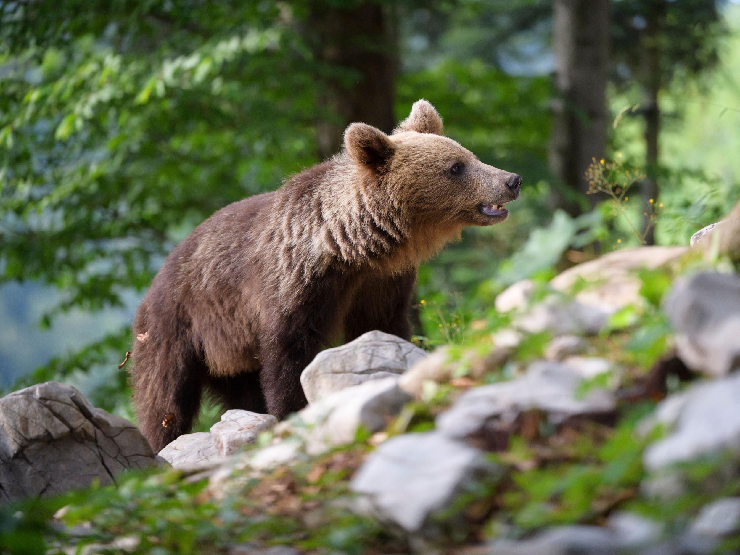 <p>A bear explores the forest in Slovenia</p>