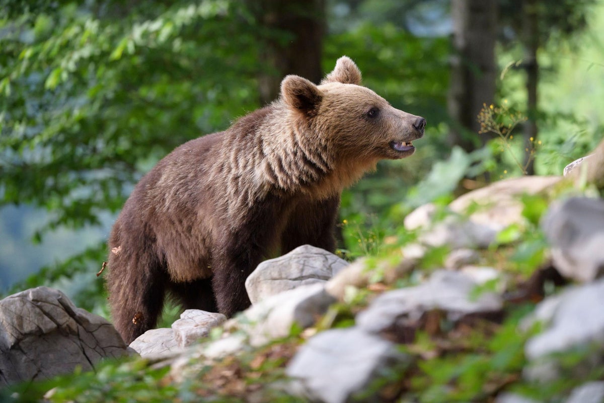 Woman in critical condition after bear attack just miles from European capital