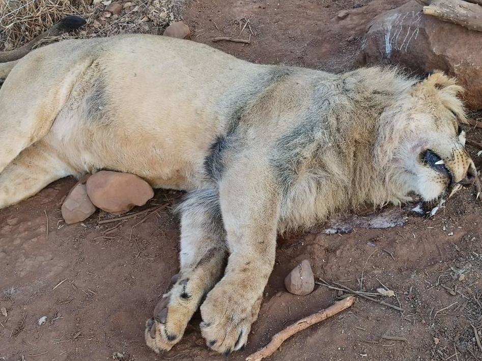 Five lions were killed (Akwaaba Predator Park )