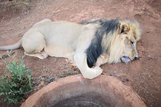 5 of the park's lions were killed