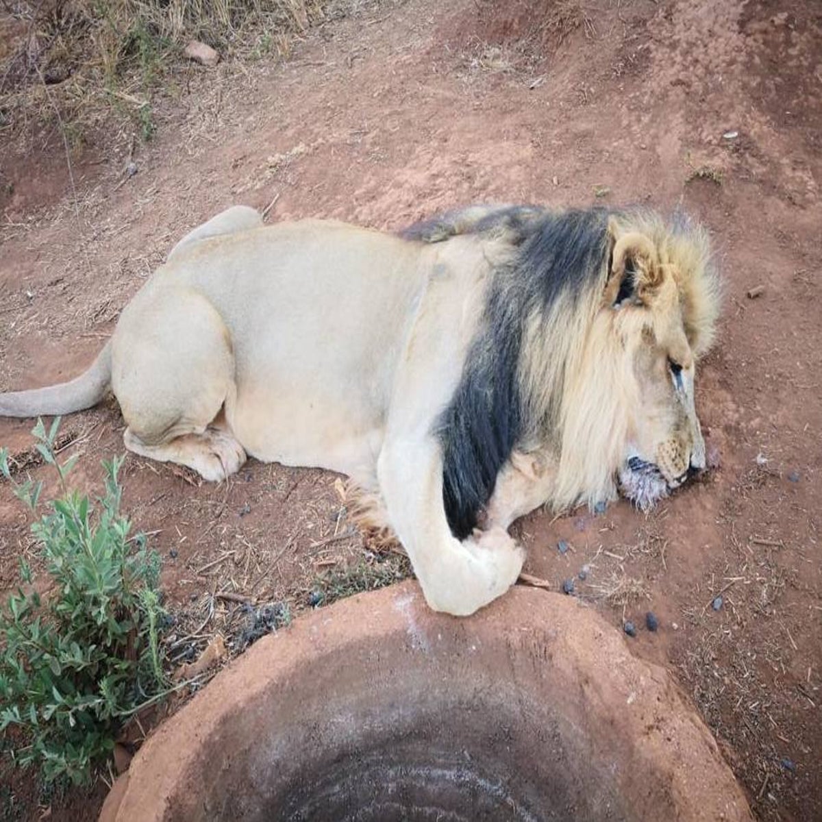 Lion has face and paws cut off as four other big cats die of poisoning at  South African wildlife reserve | The Independent | The Independent