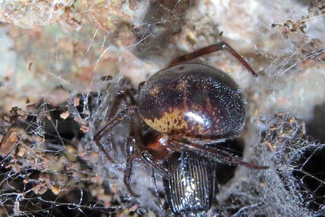 Noble false widow spiders are thought to have been in the UK since 1879