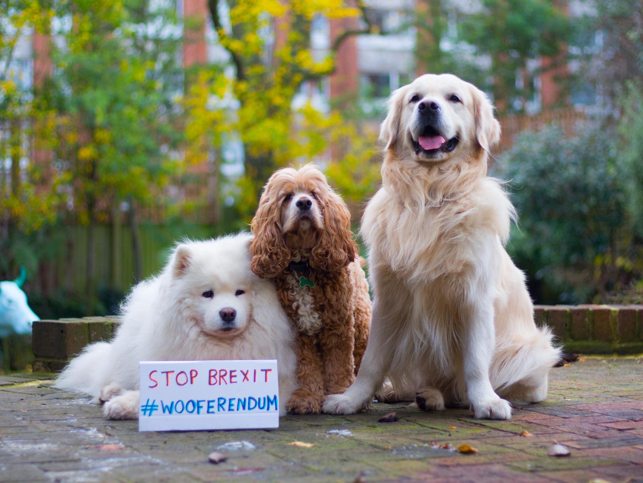 'Dogs against Brexit' to march on Parliament to demand new EU referendum