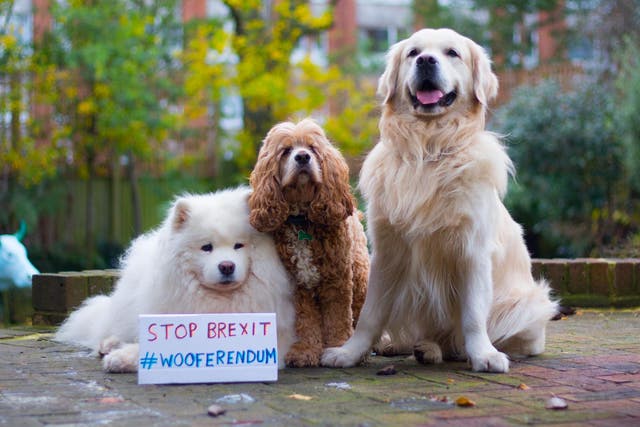 Campaigners worried about shortages of vets and animal medicines are taking their dogs to a rally