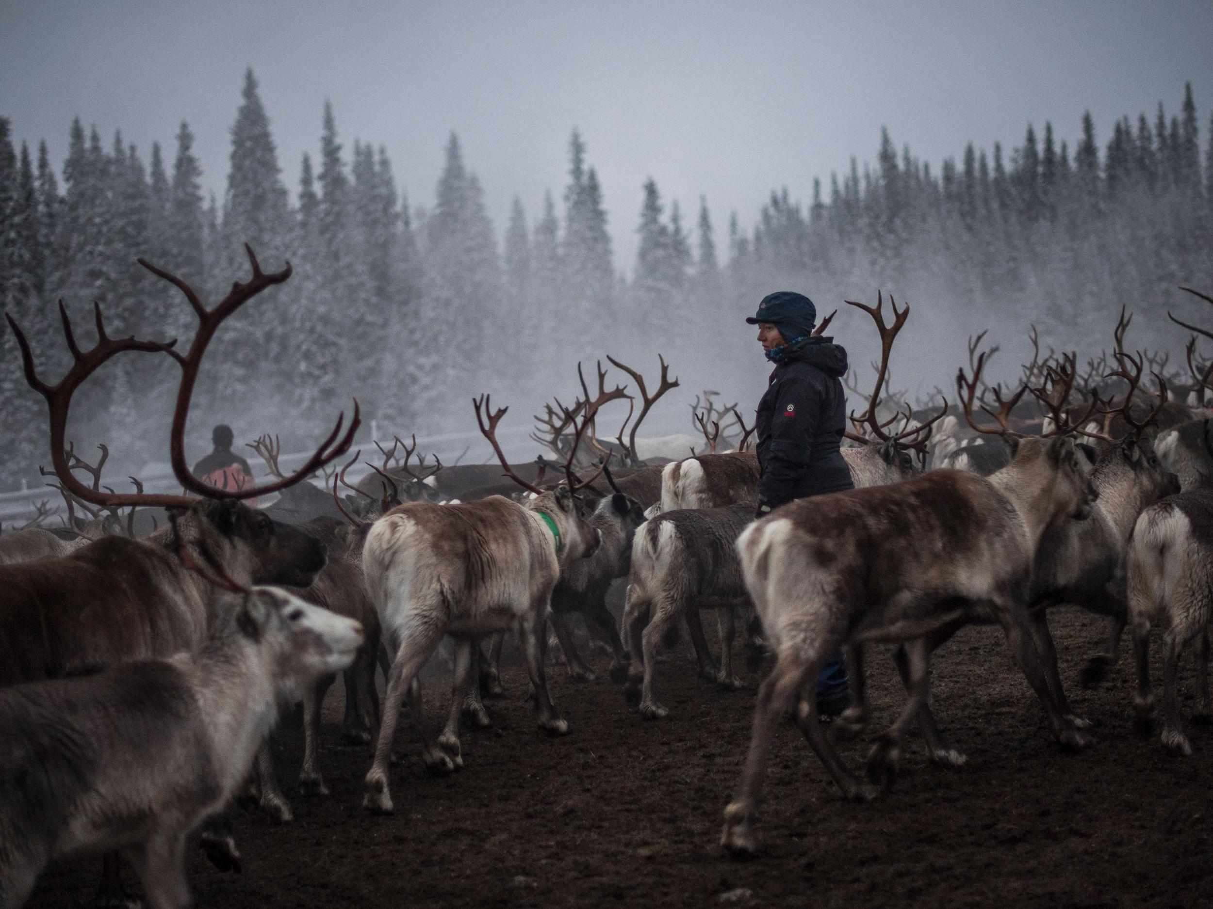 Indigenous Saami reindeer herders in the Arctic are already feeling the pressure of climate change