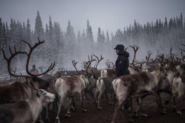 Indigenous Saami reindeer herders in the Arctic are already feeling the pressure of climate change