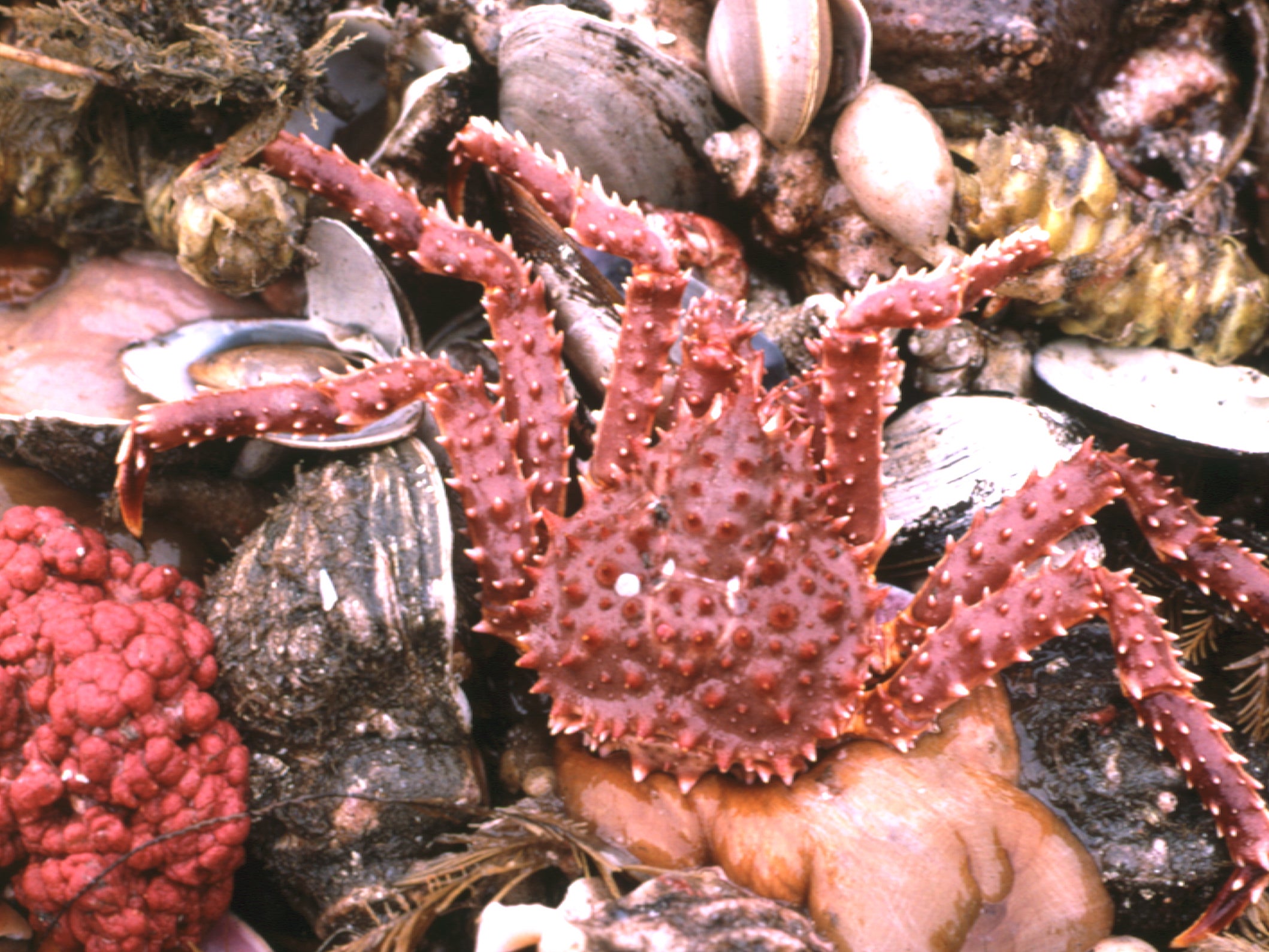 Bottom-dwelling invertebrates in the East Bering Sea