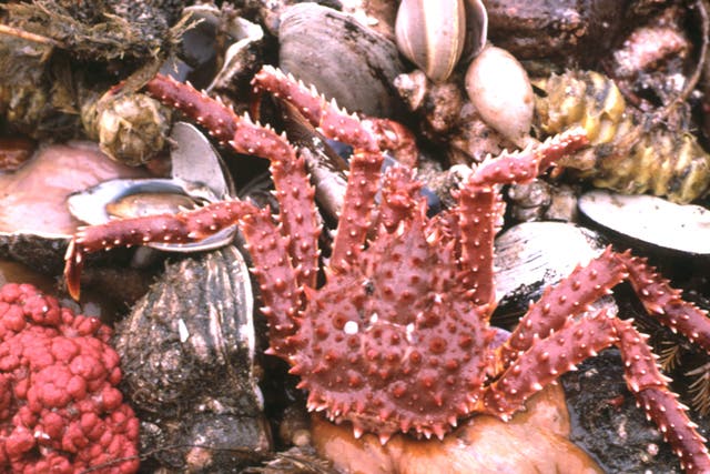 Bottom-dwelling invertebrates in the East Bering Sea