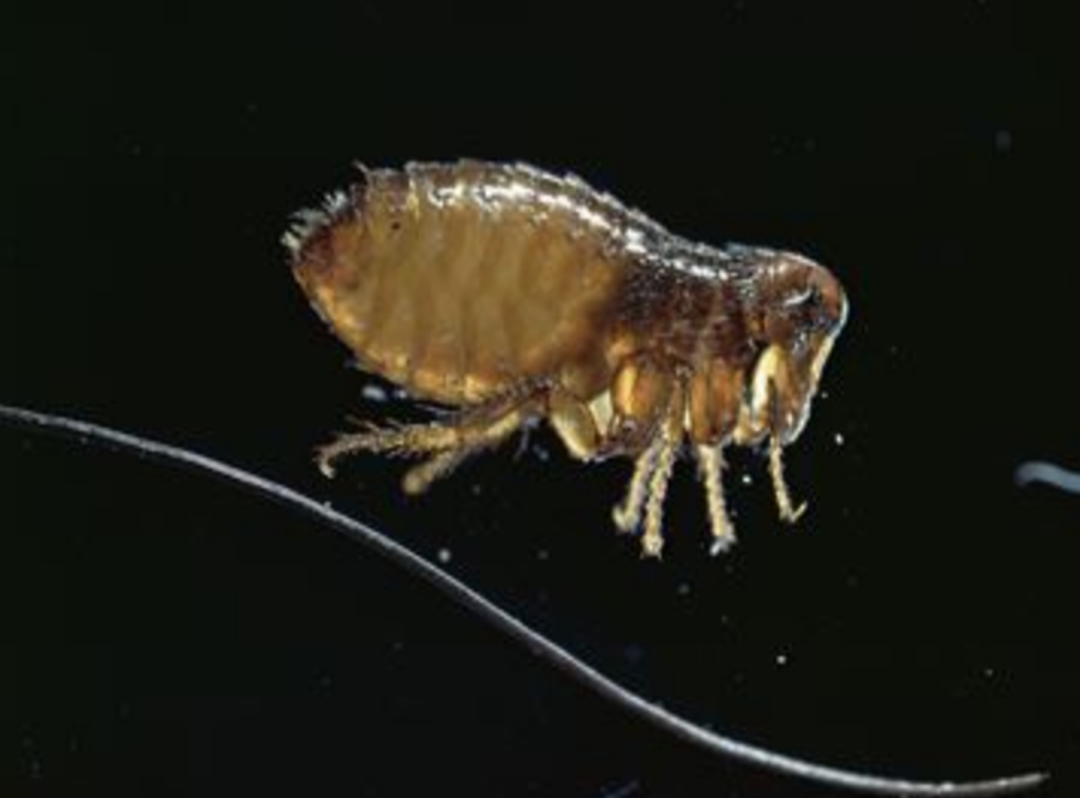 A dog flea, an example of the kind of insect which has caused an outbreak of typhus in the Los Angeles, Califonia, area.