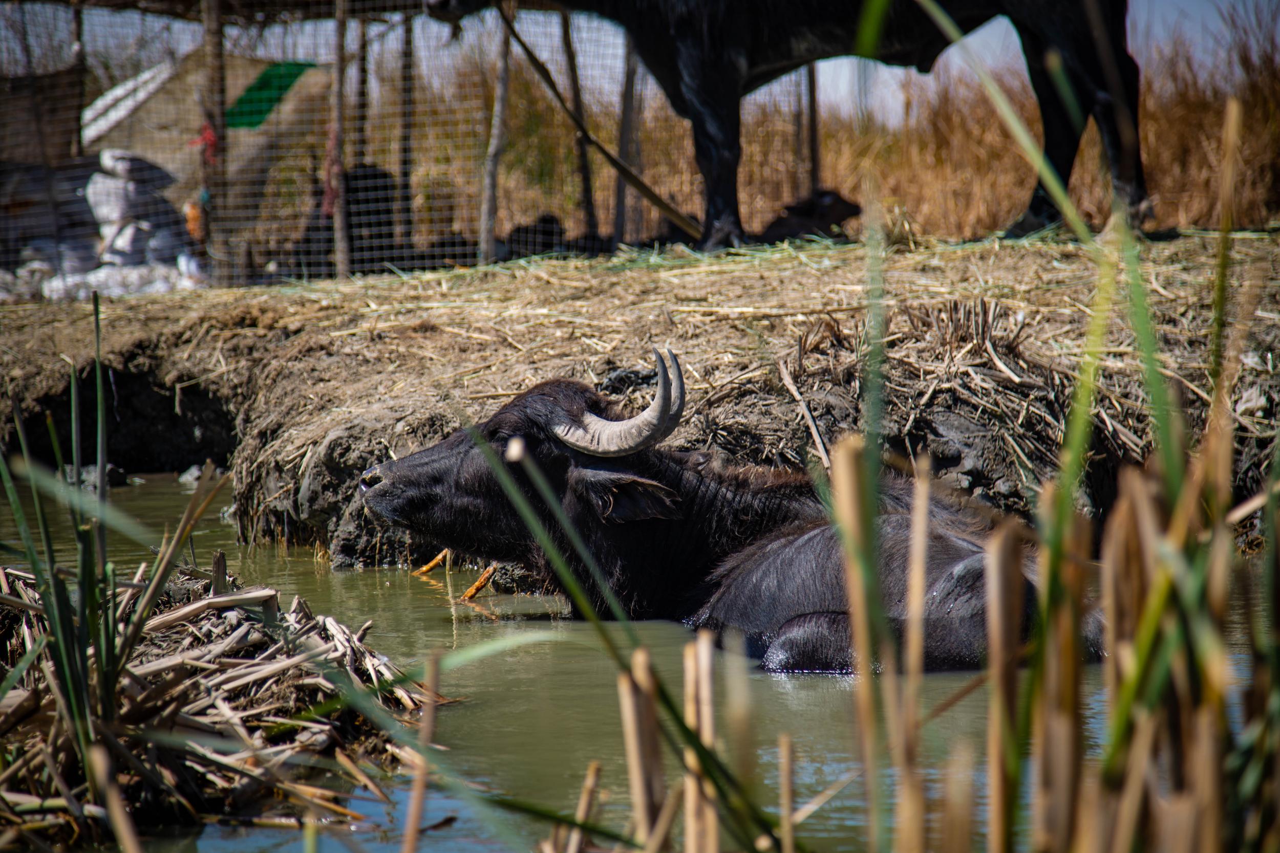 Emaciated water buffalo cool of in the shrinking water of the marshes in Iraq