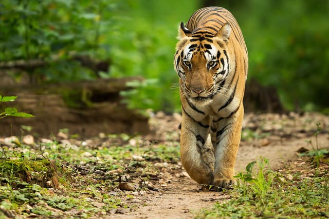 Supreme court has approved a shoot-to-kill order for tiger if attempts to sedate and relocate the animal are unsuccessful 