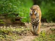 Man-eating tiger hunted by Indian authorities using cologne