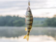 Anglers’ catch-and-release method stops fish feeding properly