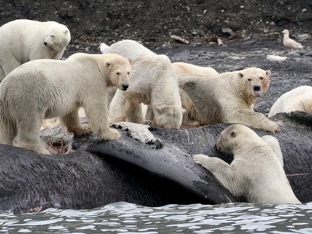 Scavenging on the carcass of a bowhead whale on Wrangel Island, Russia