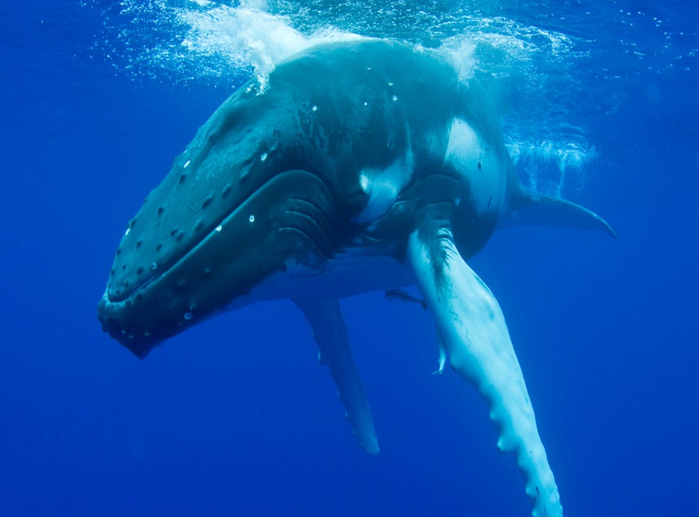 A woman called the police on a group of humpback whales | indy100 | indy100