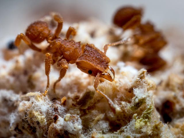 It appears ants were cultivating crops long before humans