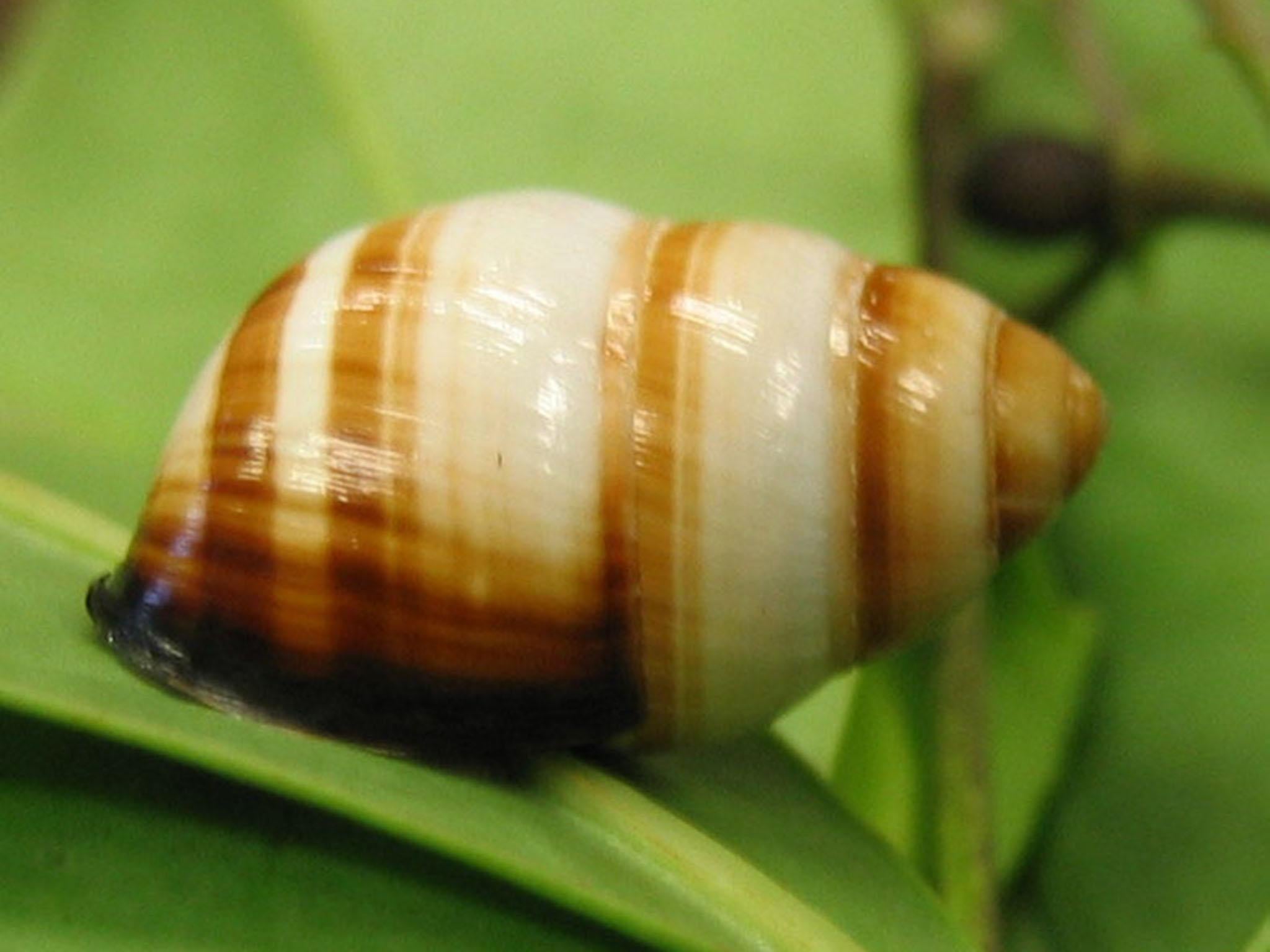 Tree snails, once revered by Hawaiian royalty, are on the brink of extinction (Wikimedia commons)