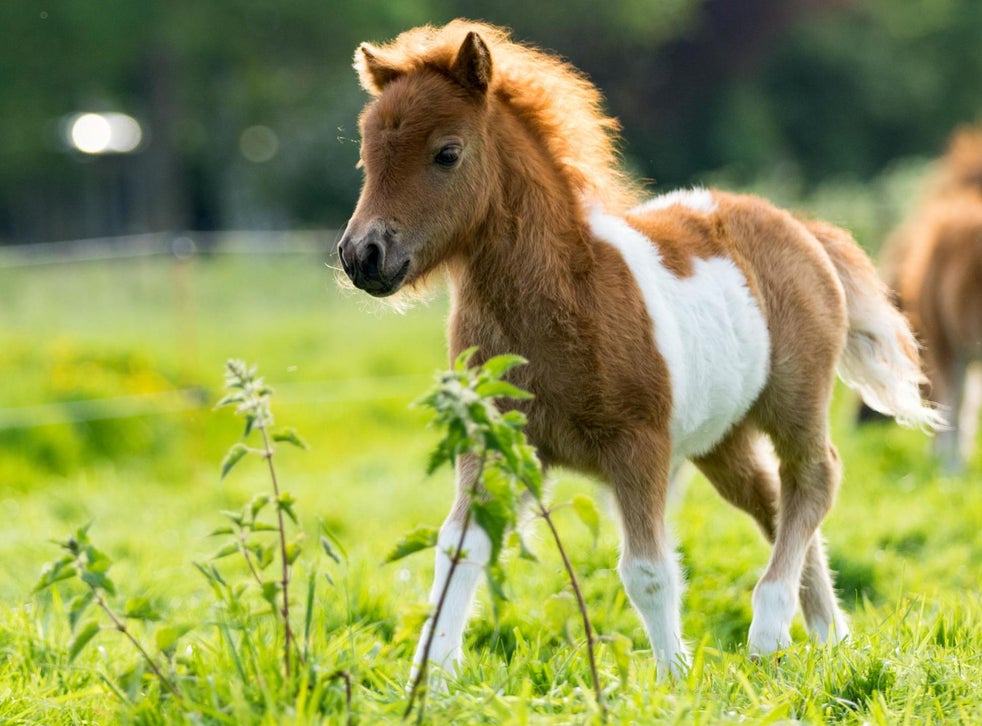 Man shoots dead 10-year-old girl’s Shetland pony ‘thinking it was a fox ...