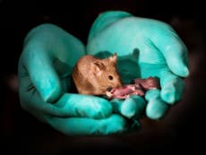 Scientists produce healthy mice born to same-sex parents