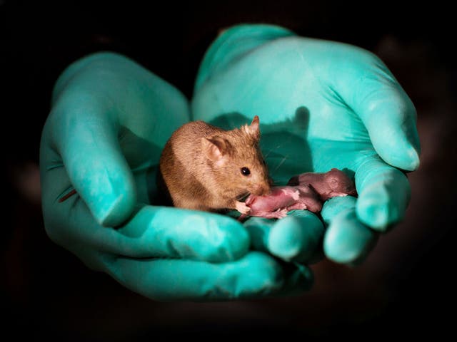 A scientist holds a healthy adult mouse born from two mothers during the study, alongside her own offspring