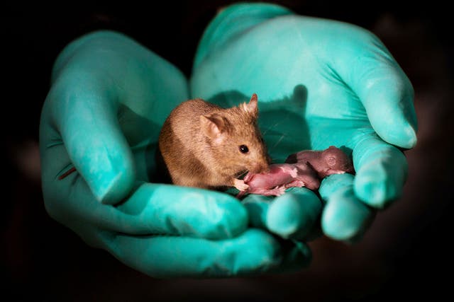 A scientist holds a healthy adult mouse born from two mothers during the study, alongside her own offspring