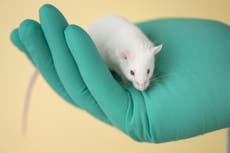 Unilever announces support for worldwide ban on animal testing