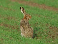 Brown hares face extinction after deaths identified as myxomatosis