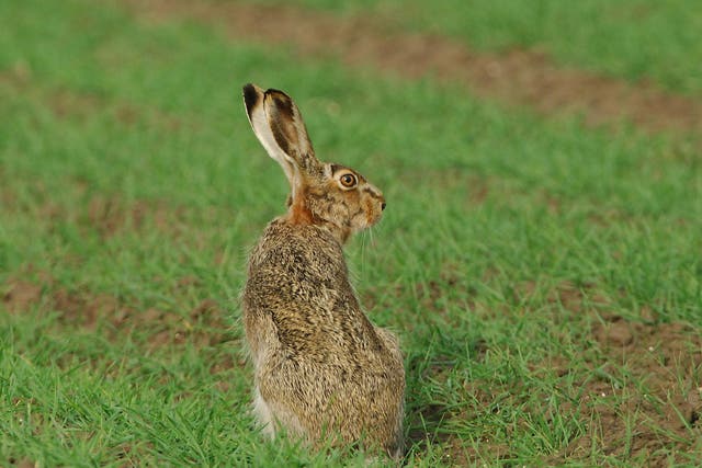 Brown hare numbers have already declined by more than 80 per cent across the country due to farming intensification and hunting