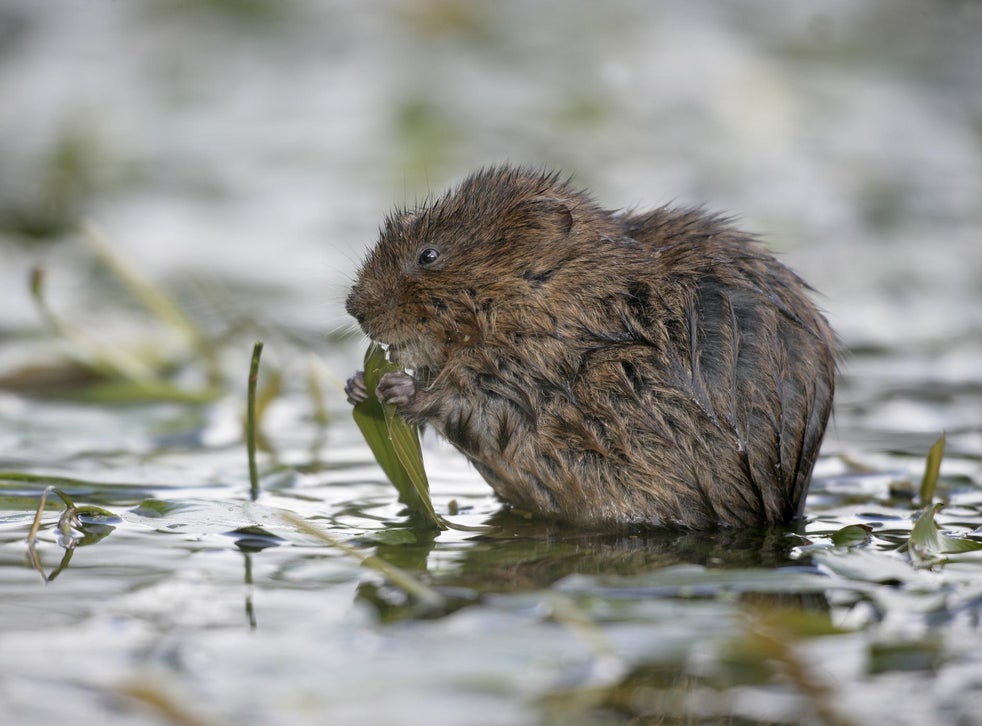 ‘Amazon rainforest’ of Wales home to endangered water voles threatened