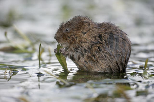 The return of water voles to the Gwent Levels has been described as ‘bittersweet’