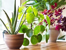 How to repot your houseplants: From warning signs to long-term care