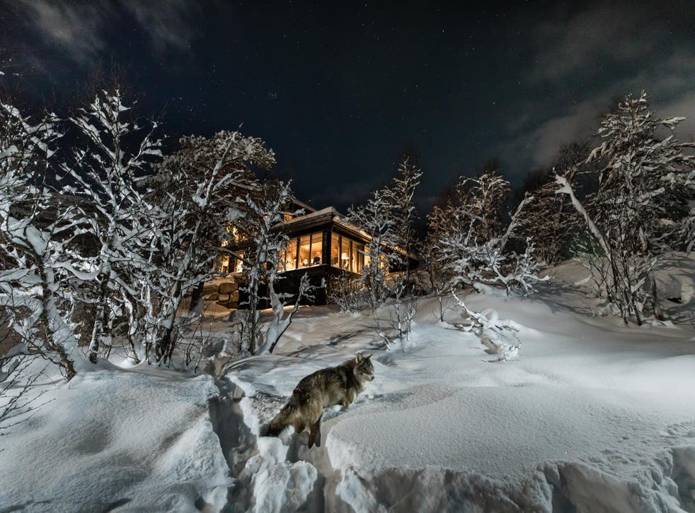 Slightly more exciting than your urban foxes – Wolf Lodge nestles in Norway's Polar Park