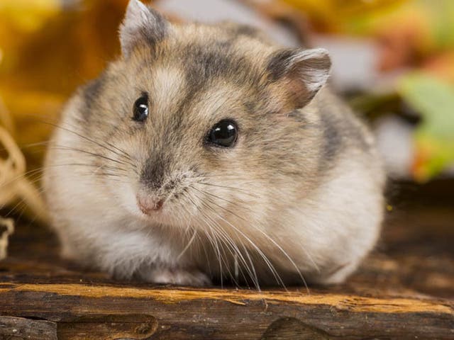 The Siberian hamster loses almost half its body weight in time for winter