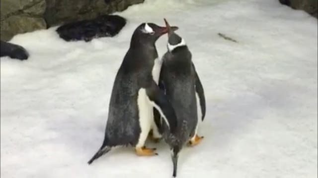 Penguins Sphen and Magic interact at Sea Life Sydney Aquarium