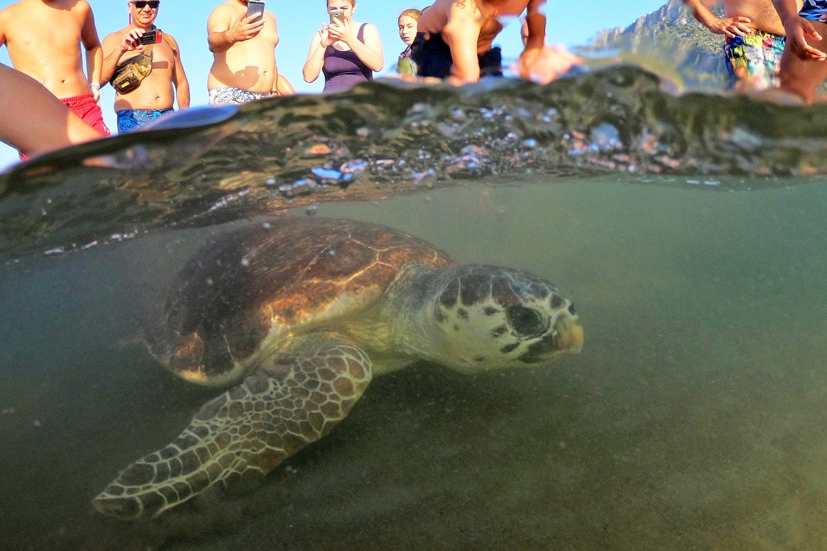 In photos: The 95-year-old woman protecting Turkey's loggerhead turtles ...