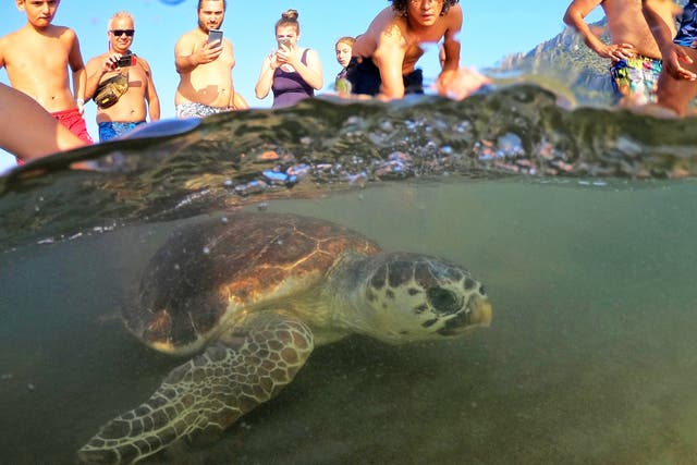 After June’s conservation success, Iztuzu has become a regional focus for turtles, with bans brought in on construction and artificial lighting at night, as well as a rescue centre to treat injured turtles