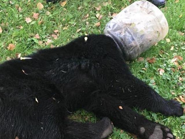 The bear had ben wandering with the plastic jar on its head for three days