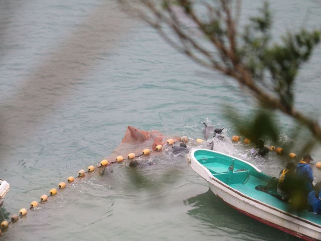 A dolphin captured in a net; activists say juveniles cannot survive without their parents