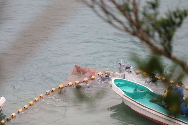 A dolphin captured in a net; activists say juveniles cannot survive without their parents