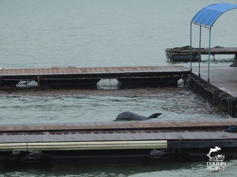 A dolphin being held in a pen at Taiji harbour (Ric O’Barry’s Dolphin Project)