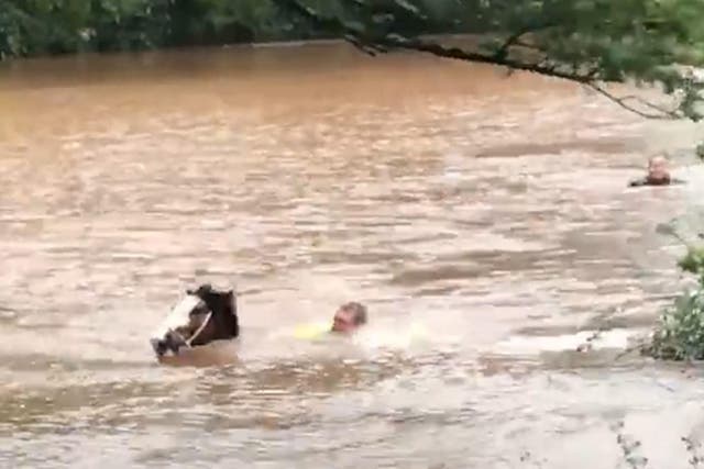 Horses rescued from flooded field during Storm Callum