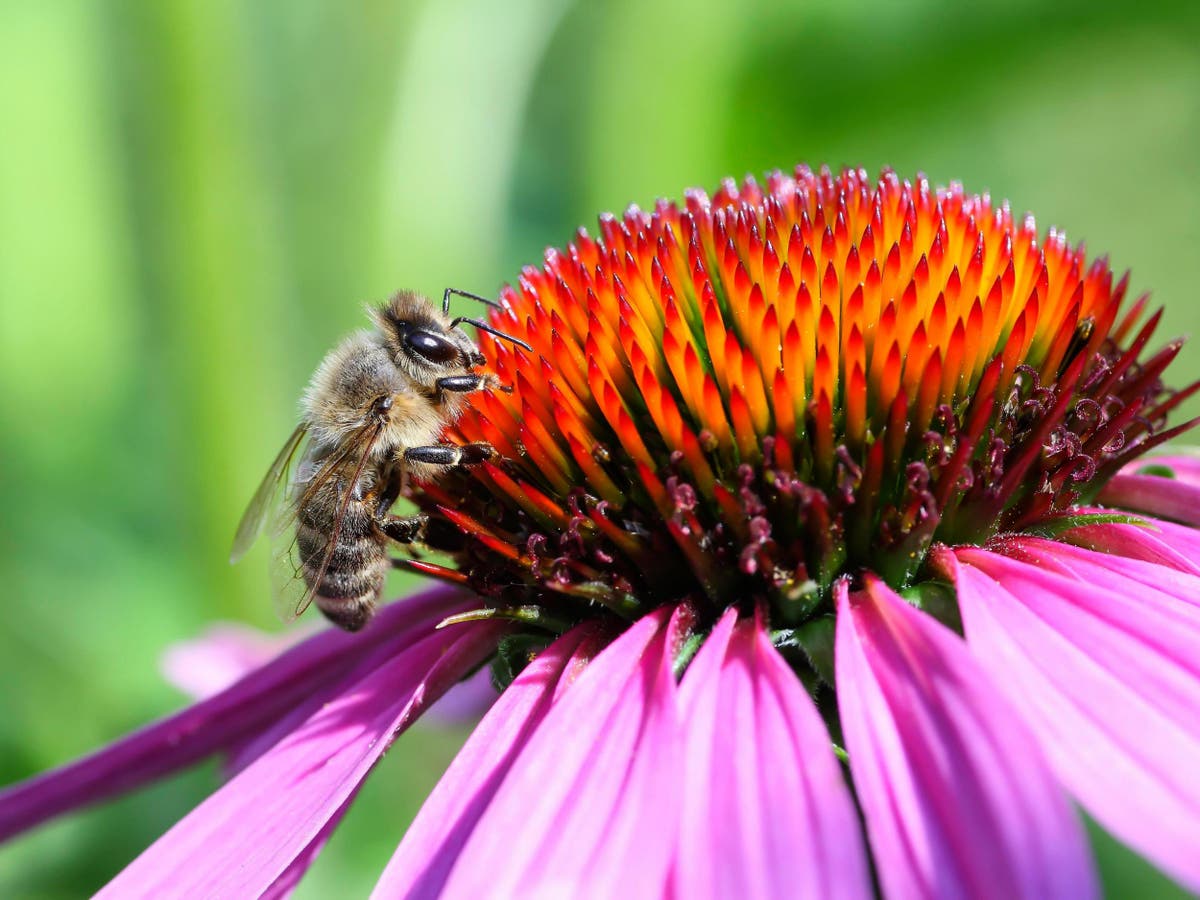 ‘Hyper-alarming’ study reveals dramatic decline of insect population in ...