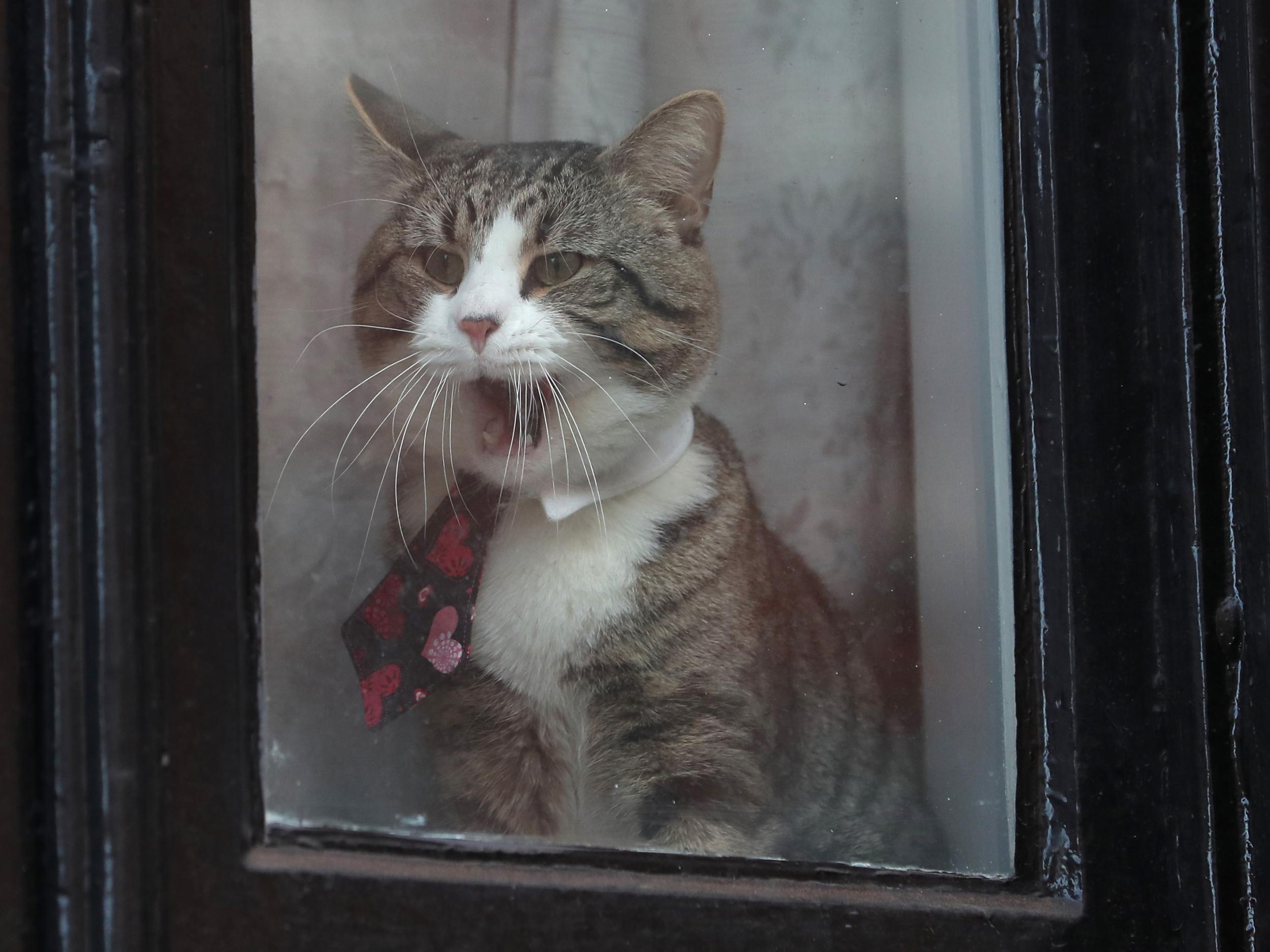 The cat ultimatum