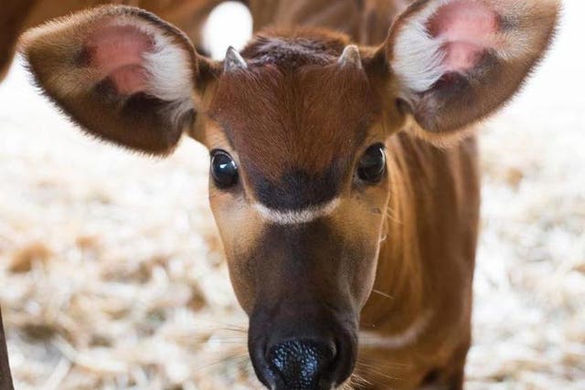 The bongo antelope called Taylor Swift was born at Sacramento Zoo in September 2017