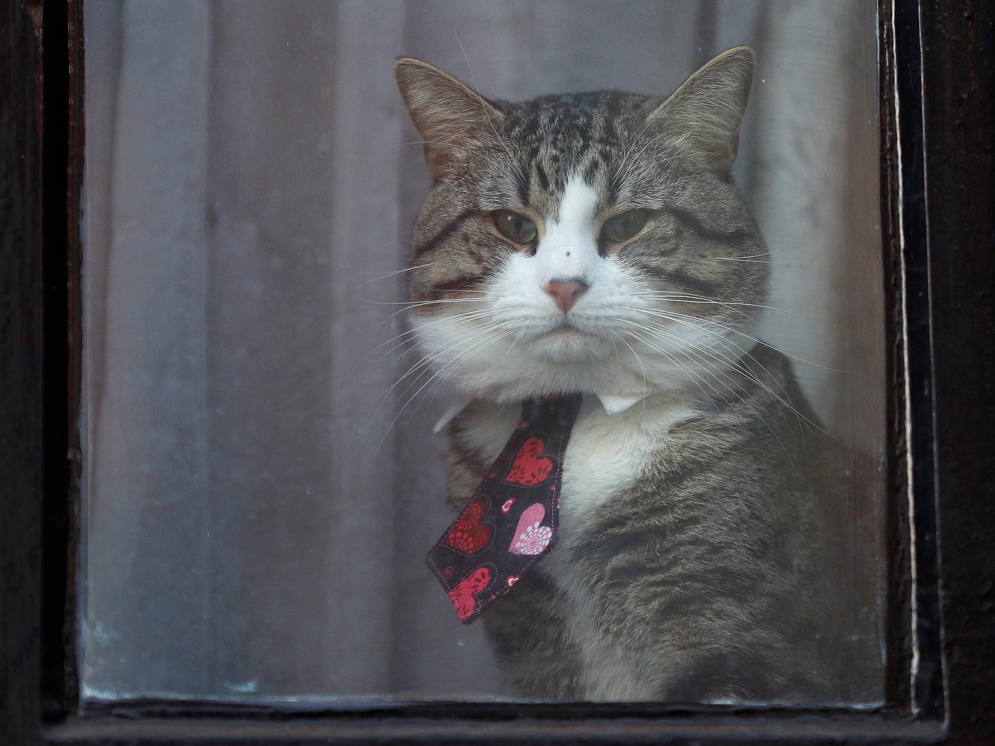 Julian Assange’s cat sits behind a window at Ecuador’s embassy in London