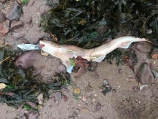 Dead dogfish found with plastic wrapper stuck in its mouth