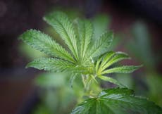 The states considering legalising marijuana on election day