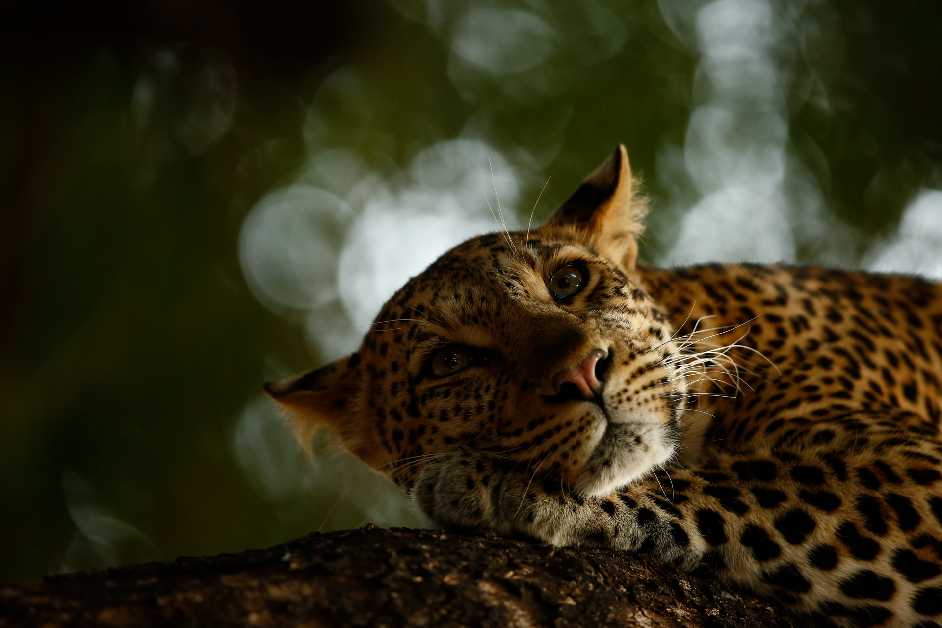 'Lounging Leopard' depicts a leopard named Mathojawas, who was lying along a low branch of a nyala tree. ‘She would sleep for a couple of minutes. Then look around briefly. Then fall back to sleep,’says Skye. Mathoja’s home is Botswana’s Mashatu Game Reserve, which Skye and his family regularly visit, always hoping to see leopards, though they are notoriously elusive.