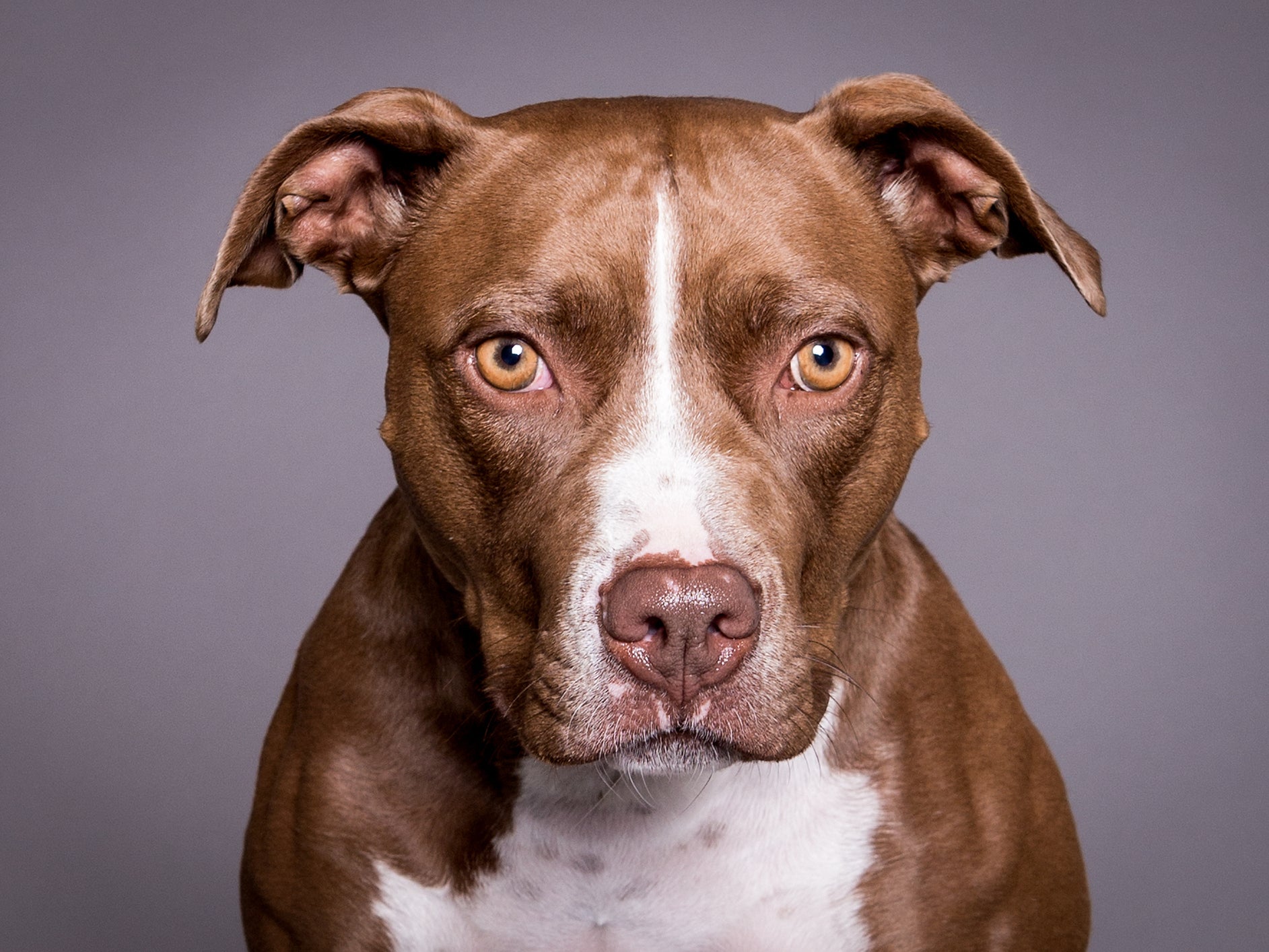 Pit Bull Terriers are banned in the UK