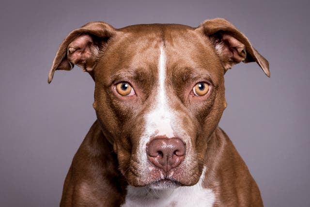 Pit Bull Terriers are banned in the UK